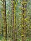Washington State, Cascades. Mount Baker Snoqualmie National Forest, Moss covered Red Alder forest Art Print